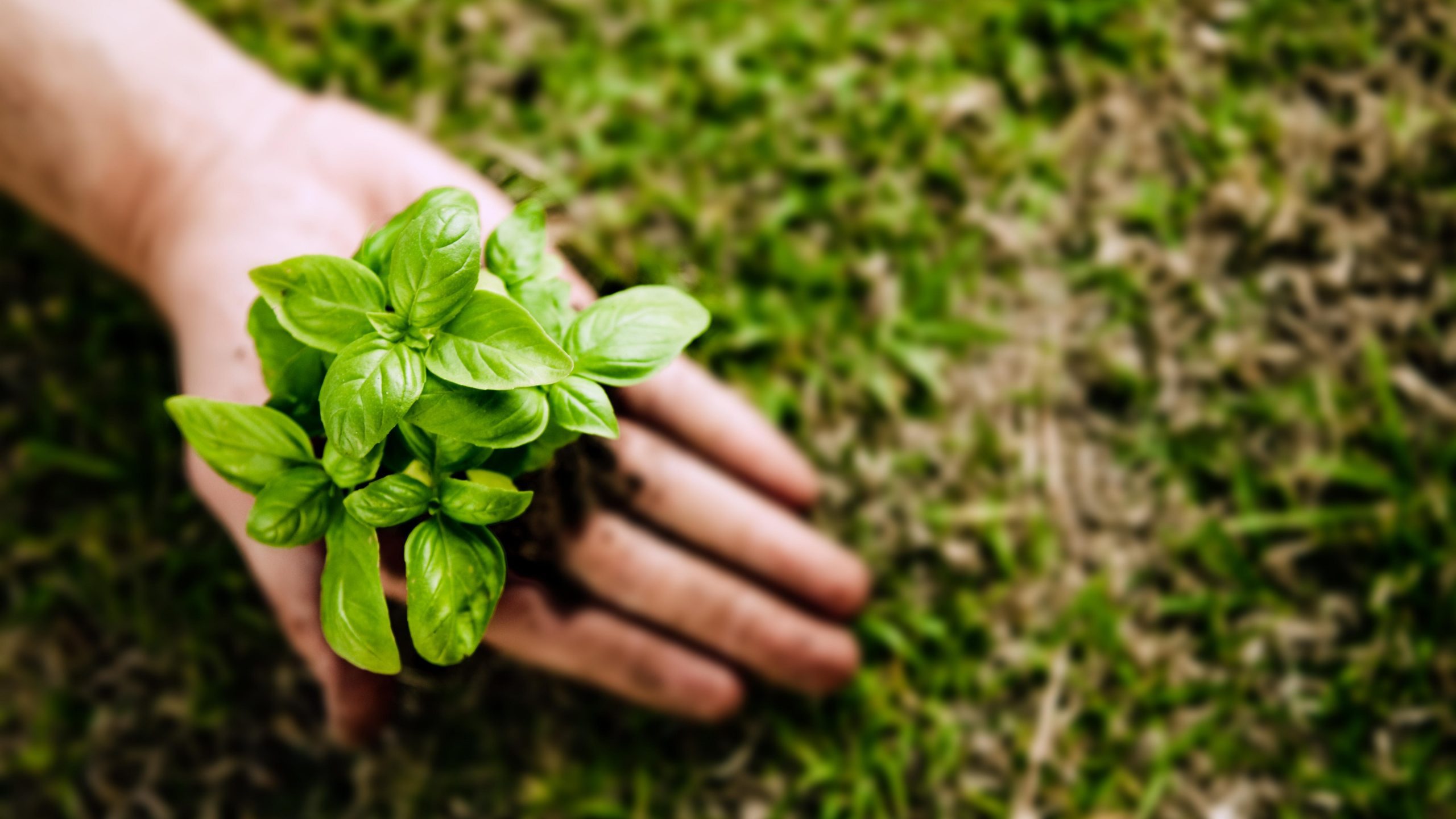 Natural Know How Website Homepage Header Roberts Creek Sunshine Coast British Columbia Canada